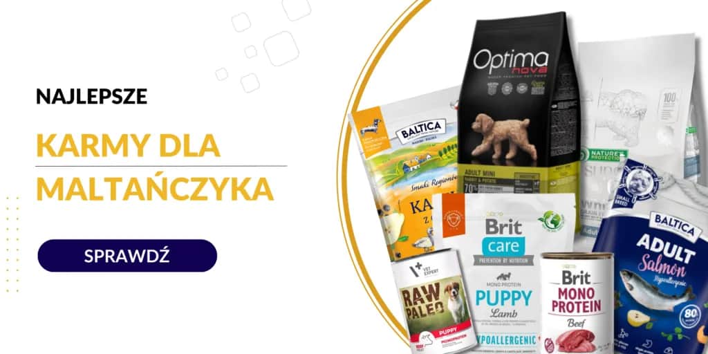 Jaka karma dla szczeniaka maltańczyka zapewni zdrowy rozwój?