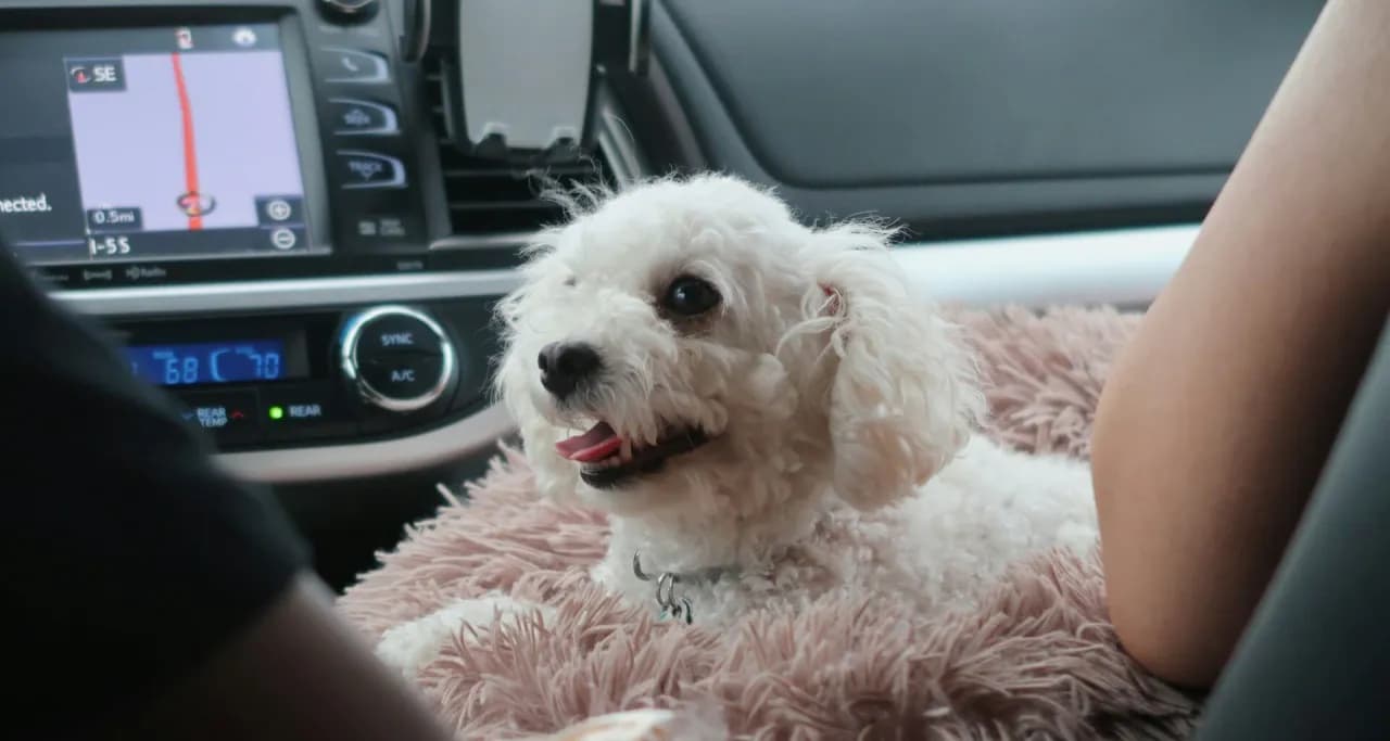 Skuteczne sposoby na chorobę lokomocyjną u psa i ich działanie