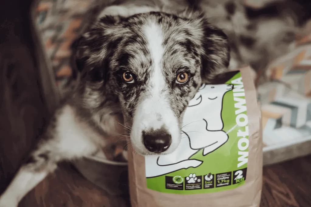 Jaka karma dla psa niejadka? Sprawdź, co naprawdę zadziała