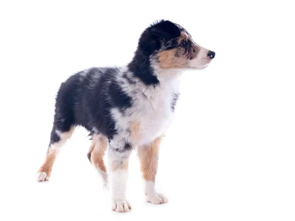 Kiedy szczeniak border collie zmienia sierść i jak to ułatwić