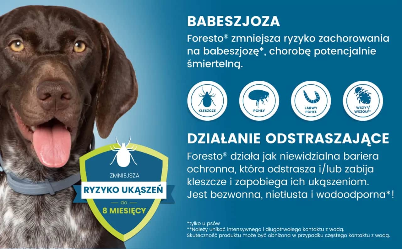 Najlepsze obroże na kleszcze dla psa – uniknij niebezpieczeństw dla pupila