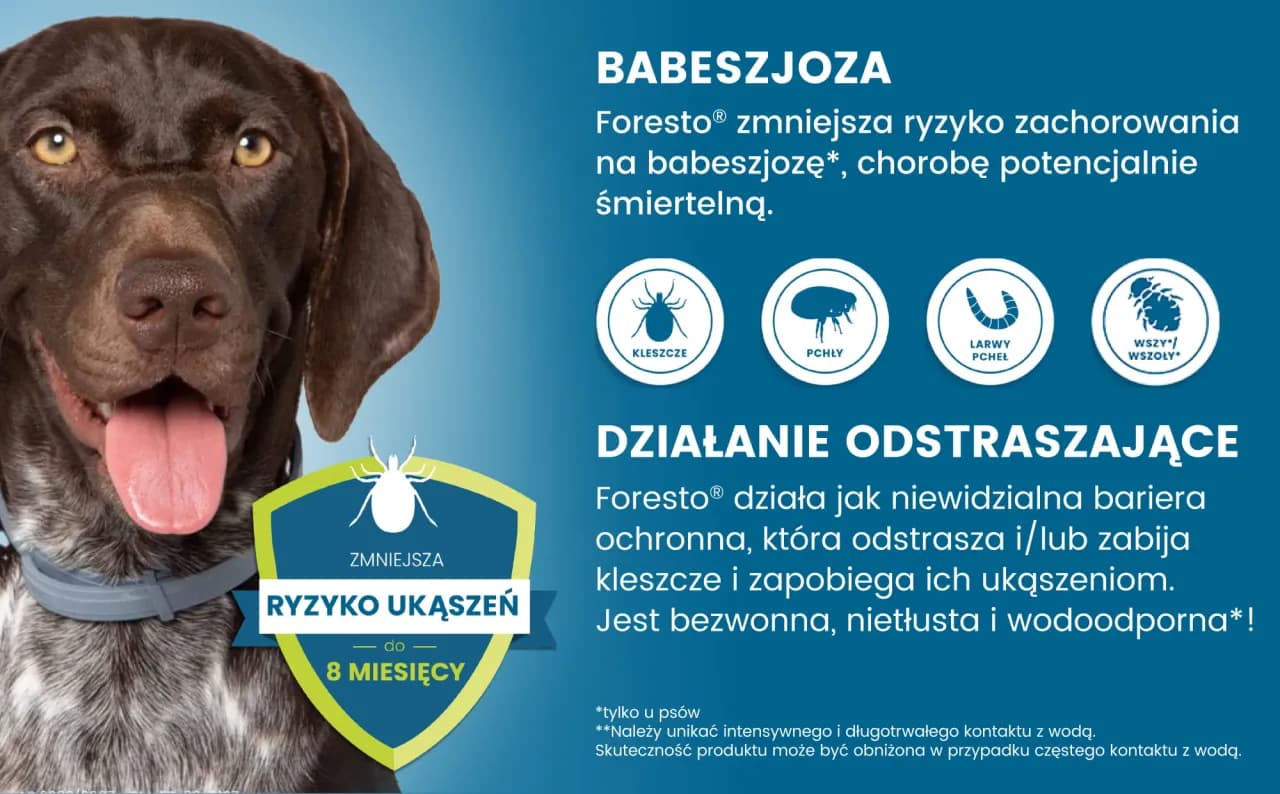 Najlepsze obroże na kleszcze dla psa – uniknij niebezpieczeństw dla pupila