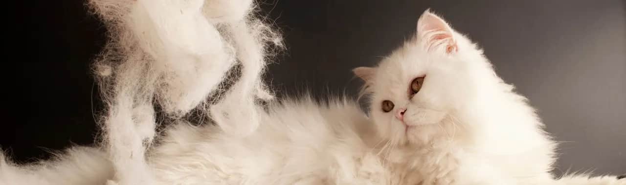 Jak usunąć klej z sierści kota - skuteczne i bezpieczne metody