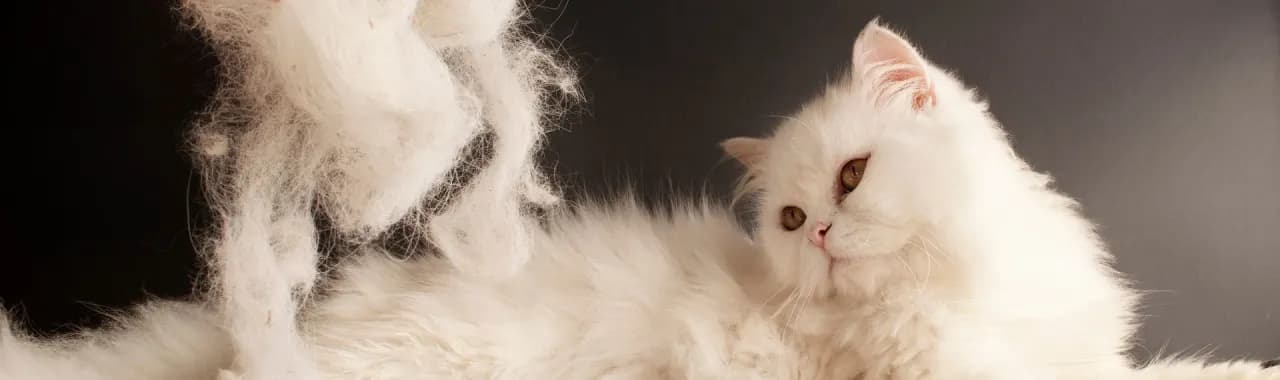 Jak usunąć klej z sierści kota - skuteczne i bezpieczne metody