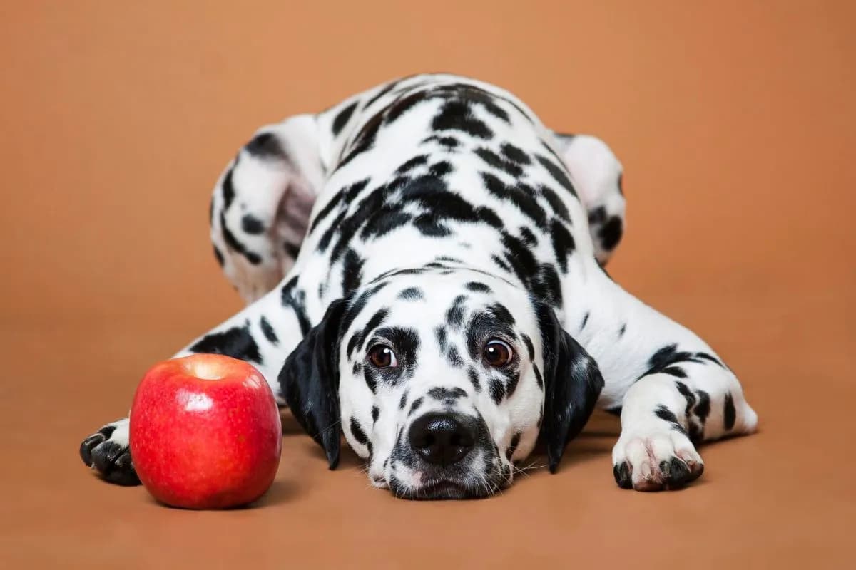Jakie owoce może jeść szczeniak, aby uniknąć zagrożeń zdrowotnych?