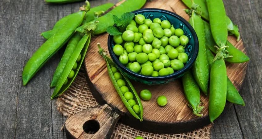 Czy pies może jeść groszek konserwowy? Sprawdź, dlaczego to niebezpieczne