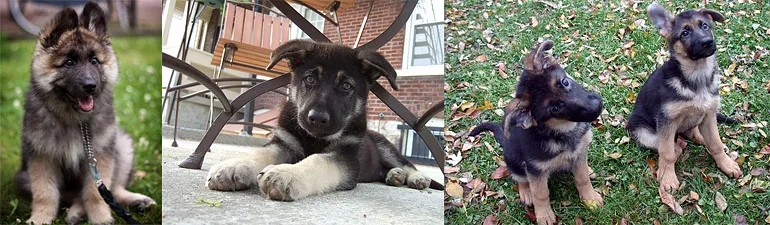 Jak wytresować owczarka niemieckiego: skuteczne metody i porady