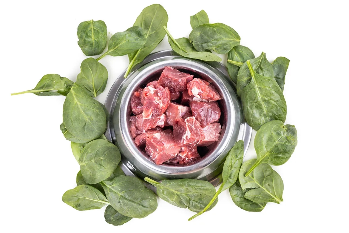 Czy pies może jeść szpinak? Bezpieczne porcje i zdrowe wskazówki