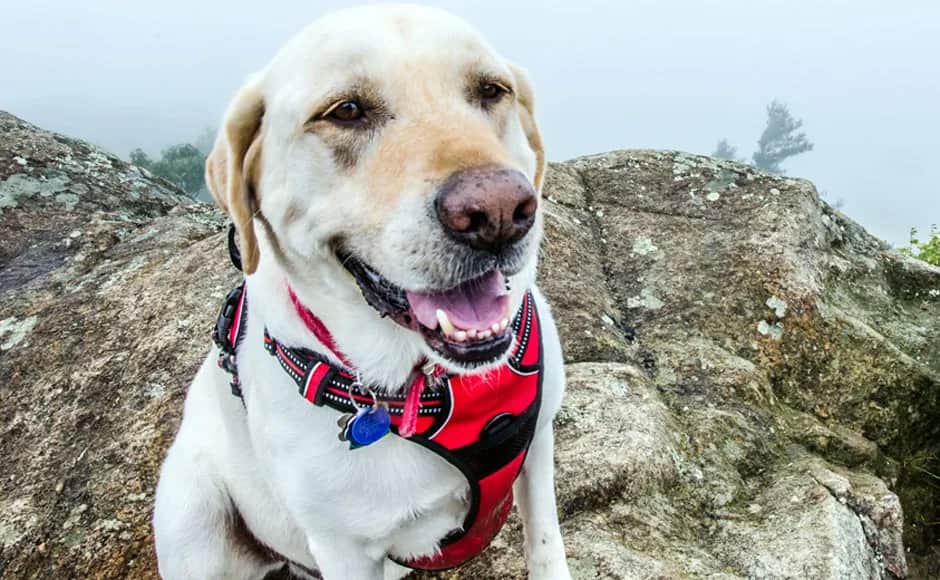 Obroża czy szelki dla labradora - co wybrać dla bezpieczeństwa psa?