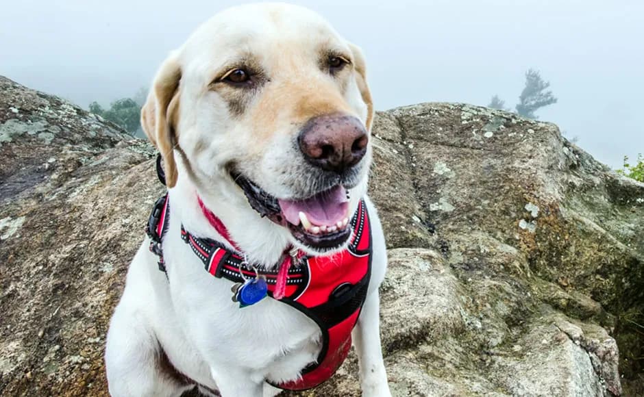 Obroża czy szelki dla labradora - co wybrać dla bezpieczeństwa psa?