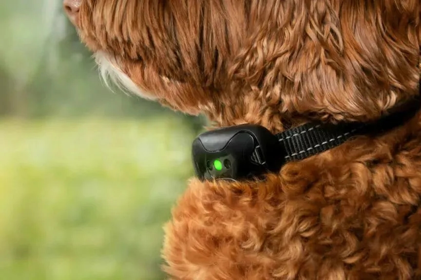 Jak działa obroża przeciw szczekaniu i czy jest skuteczna w szkoleniu?