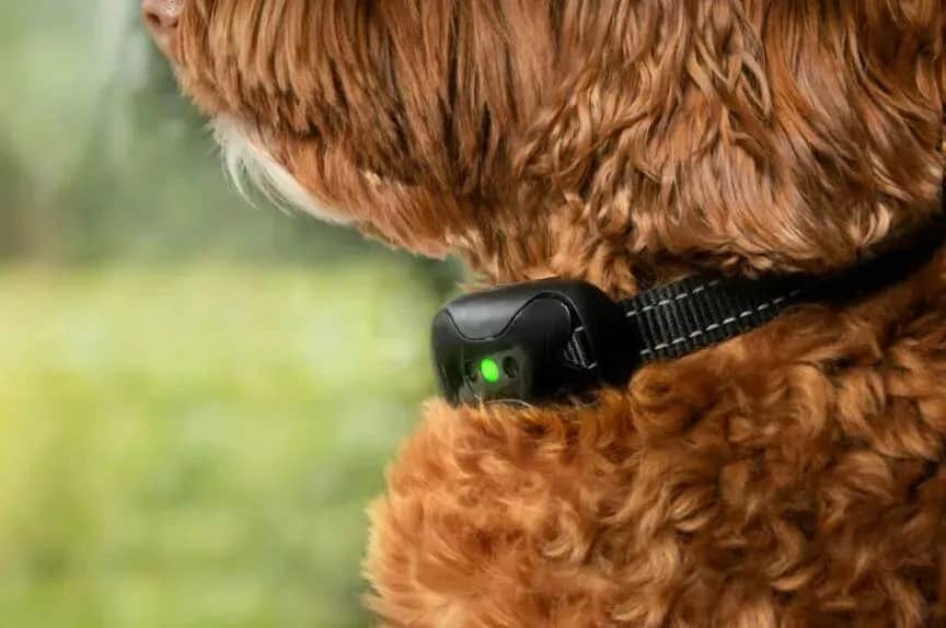 Jak działa obroża przeciw szczekaniu i czy jest skuteczna w szkoleniu?