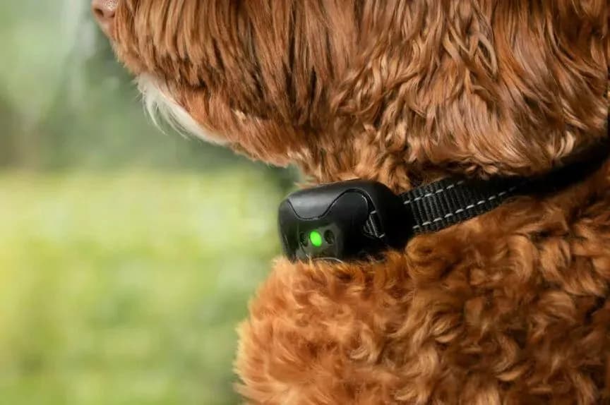 Jak działa obroża przeciw szczekaniu i czy jest skuteczna w szkoleniu?