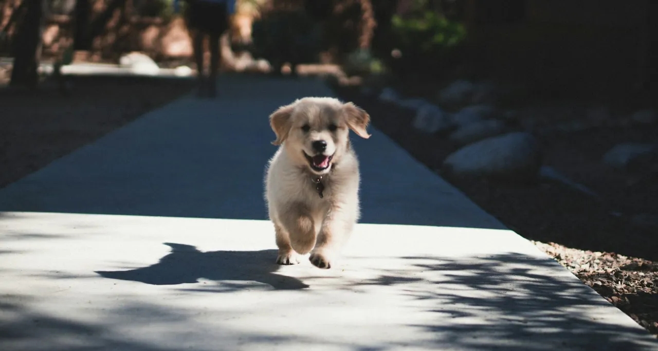 Kiedy po szczepieniu na spacer z psem – uniknij niebezpieczeństw