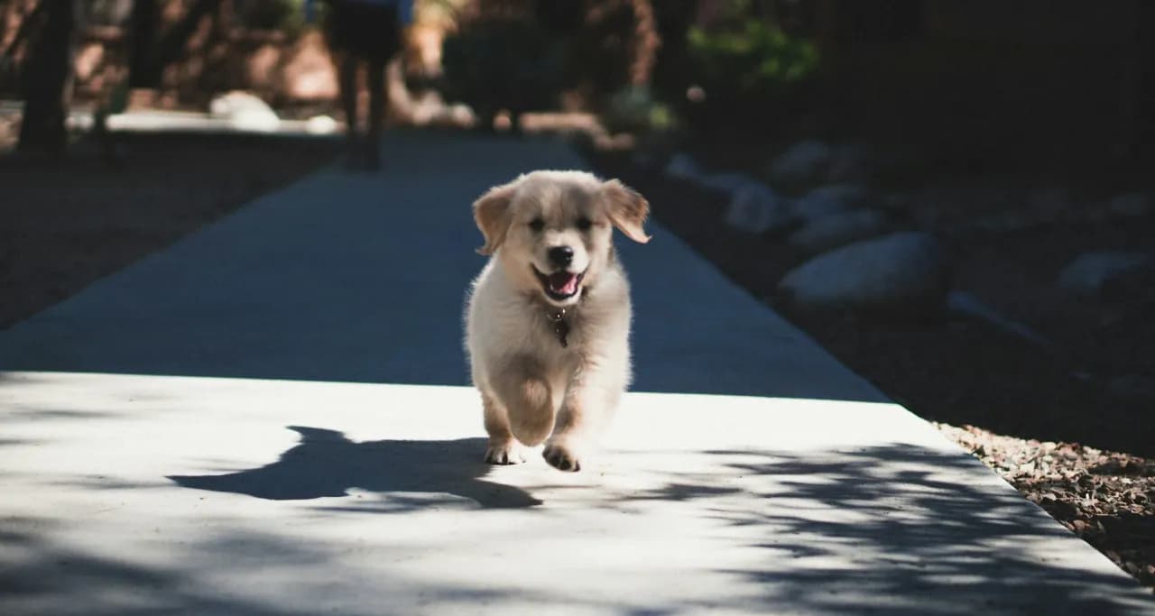 Kiedy po szczepieniu na spacer z psem – uniknij niebezpieczeństw