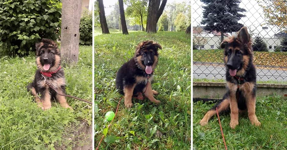 Kiedy szczeniak owczarka niemieckiego zmienia sierść i co robić?