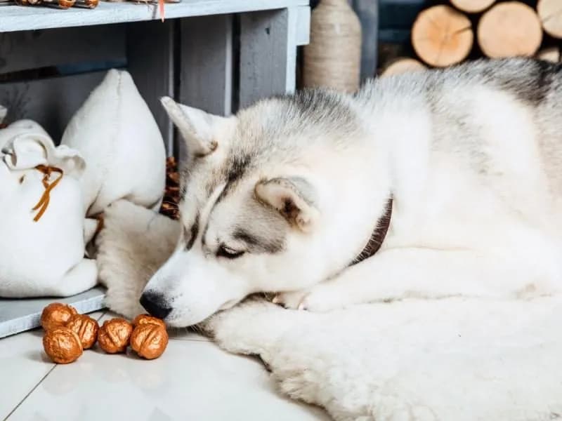 Czy pies może jeść orzechy brazylijskie? Dowiedz się o zagrożeniach zdrowotnych