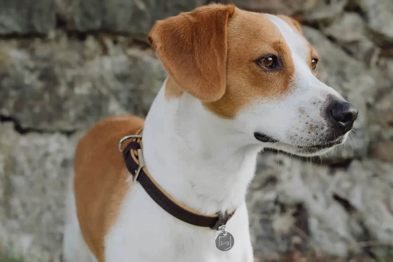 Szczeniak obroża czy szelki: Które rozwiązanie jest bezpieczniejsze?