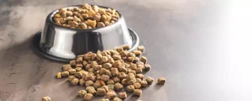 Sucha karma dla szczeniaka od kiedy - uniknij problemów z trawieniem