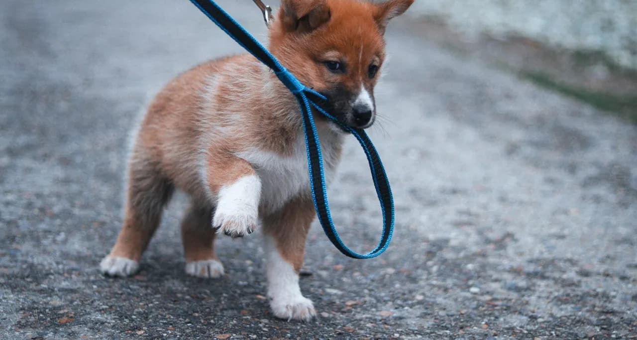 Jak wytresować psa w domu - skuteczne metody dla szczeniaka