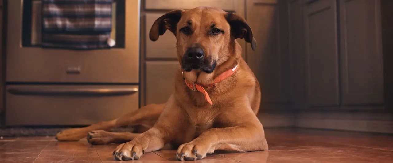 Czy pies może jeść kurkumę? Bezpieczne dawkowanie i korzyści zdrowotne