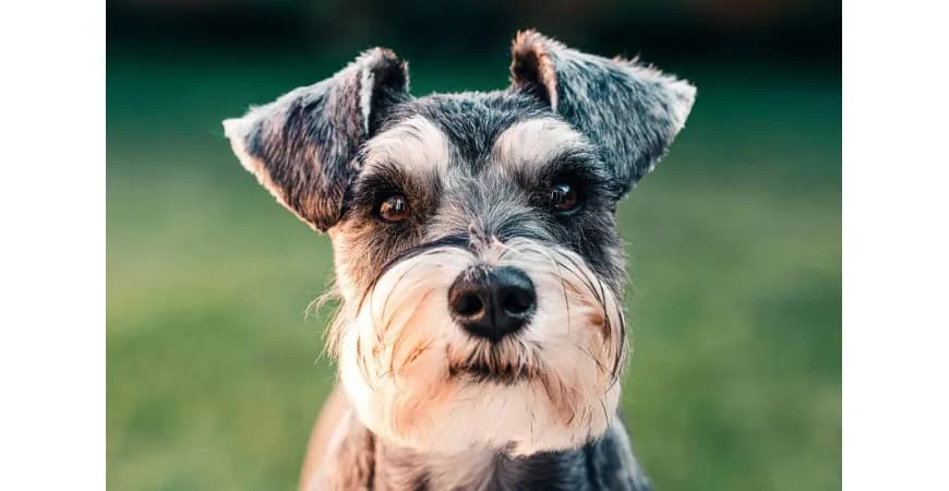Sznaucer włosy czy sierść - co musisz wiedzieć o pielęgnacji?