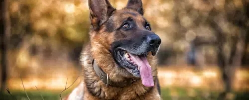 Czym karmić owczarka niemieckiego, aby uniknąć problemów zdrowotnych?