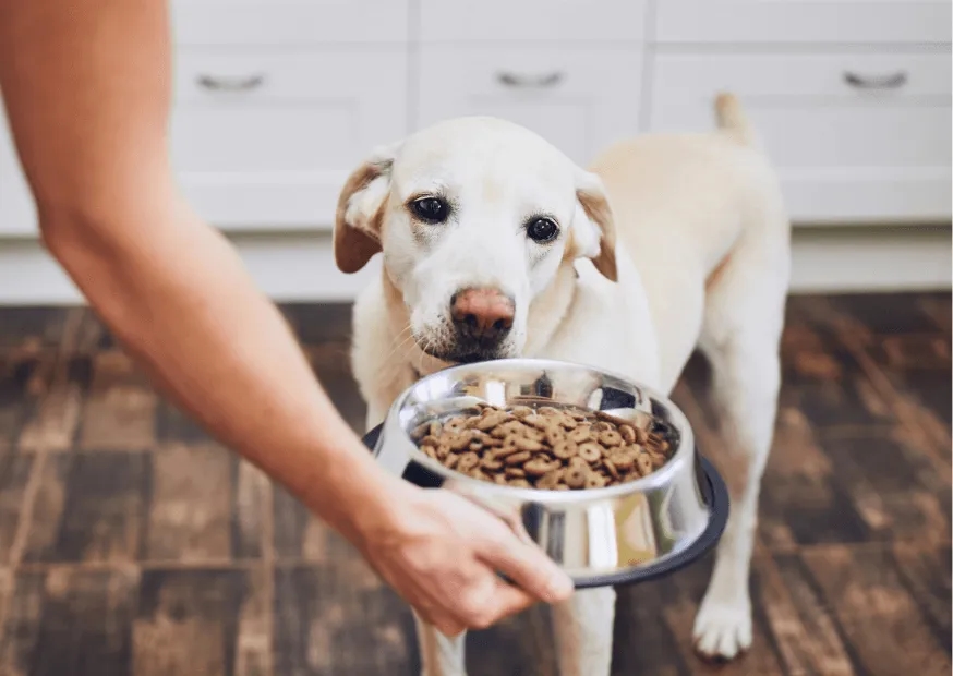 Co gotować dla psa seniora, aby zapewnić mu zdrowie i energię