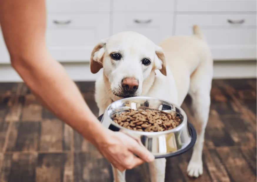 Co gotować dla psa seniora, aby zapewnić mu zdrowie i energię
