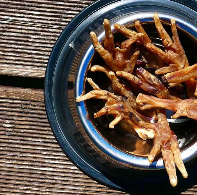 Jak przygotować kurze łapki dla psa – zdrowy przysmak, który pokochasz