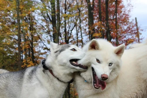 Czy husky jest agresywny? Odkryj prawdę o ich zachowaniu
