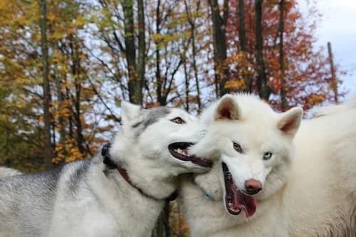 Czy husky jest agresywny? Odkryj prawdę o ich zachowaniu
