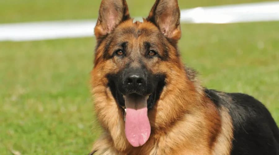 Jak wygląda owczarek niemiecki? Odkryj jego niezwykłe cechy!