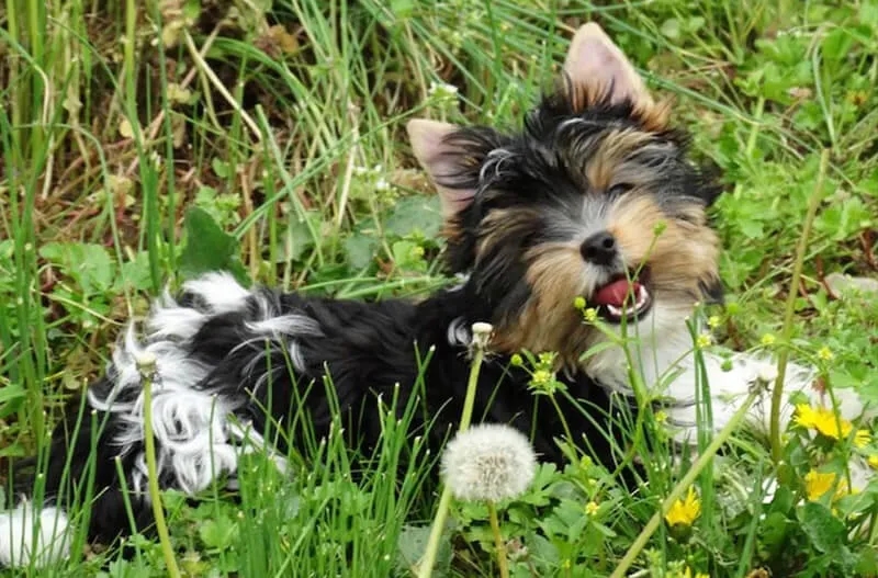 Kiedy szczeniak yorka zmienia sierść? Oczekuj tych zmian w kolorze
