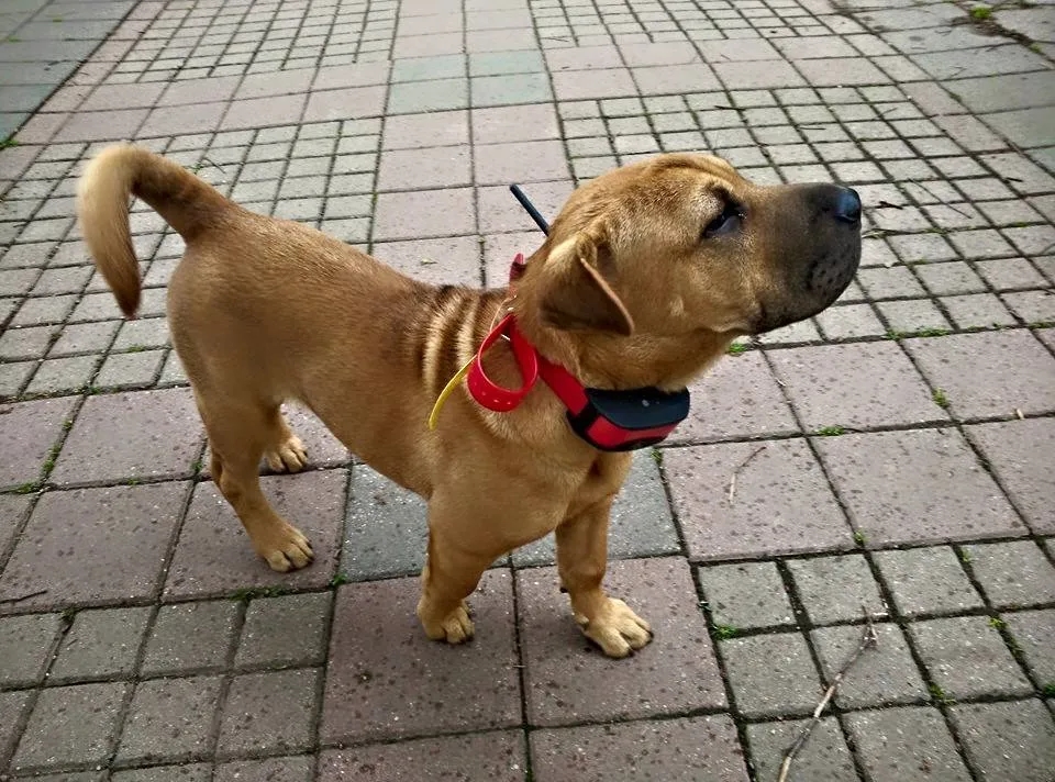 Jak używać obroży elektrycznej, aby skutecznie trenować psa bez bólu