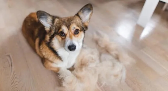 Co zrobić, żeby pies nie gubił sierści? Skuteczne sposoby na linienie