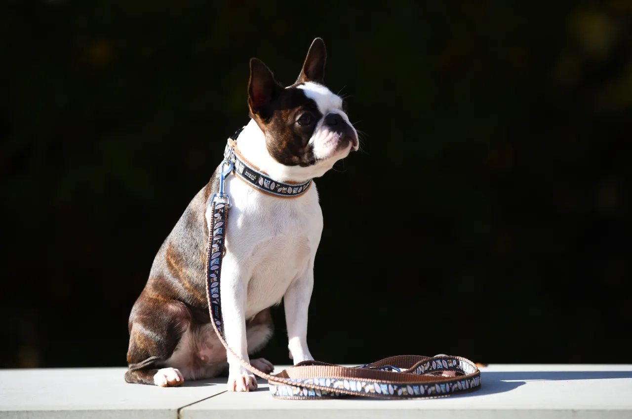 Czy pies powinien nosić obrożę cały czas? Odkryj zagrożenia dla zdrowia