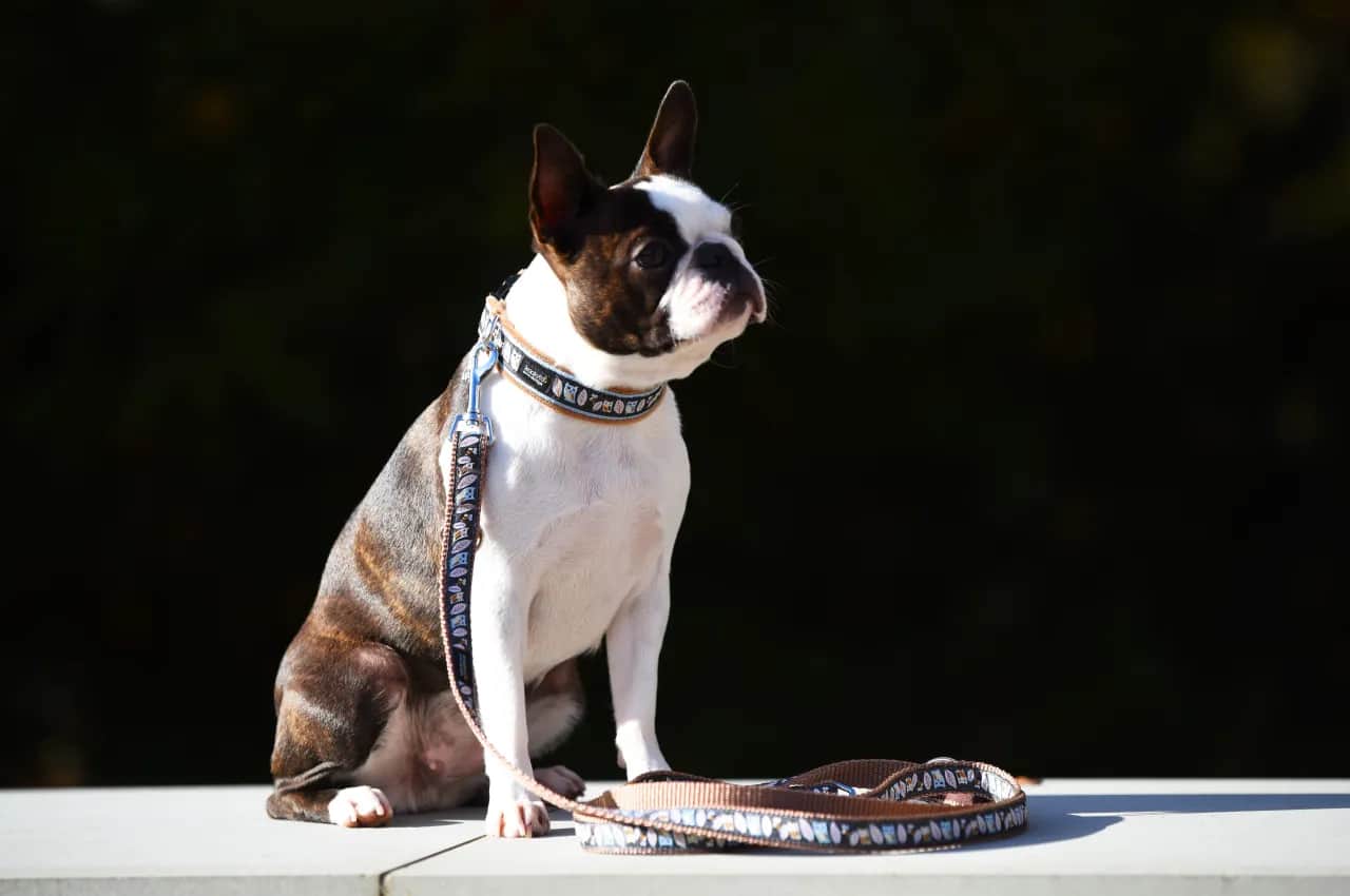 Czy pies powinien nosić obrożę cały czas? Odkryj zagrożenia dla zdrowia