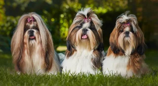 Shih Tzu ma włosy czy sierść? Odkryj prawdę o ich pielęgnacji