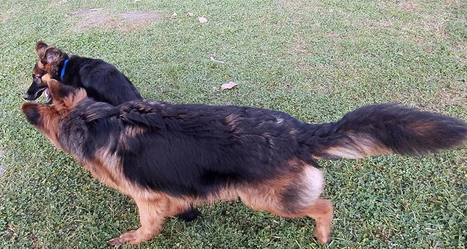 Jak wygląda owczarek niemiecki długowłosy? Cechy, które zaskakują