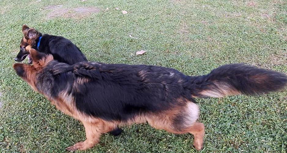 Jak wygląda owczarek niemiecki długowłosy? Cechy, które zaskakują