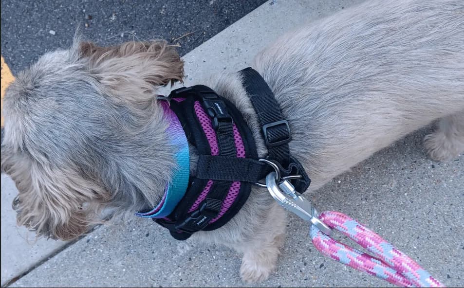 Szelki czy obroża dla Shih Tzu - co zapewni bezpieczeństwo i komfort?