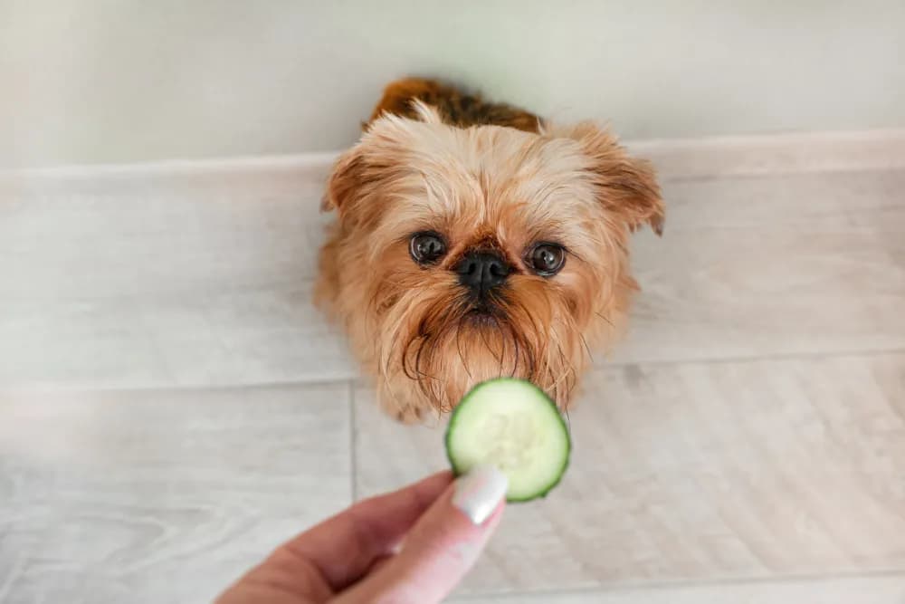 Czy pies może jeść ogórki zielone? Bezpieczne przekąski dla psa