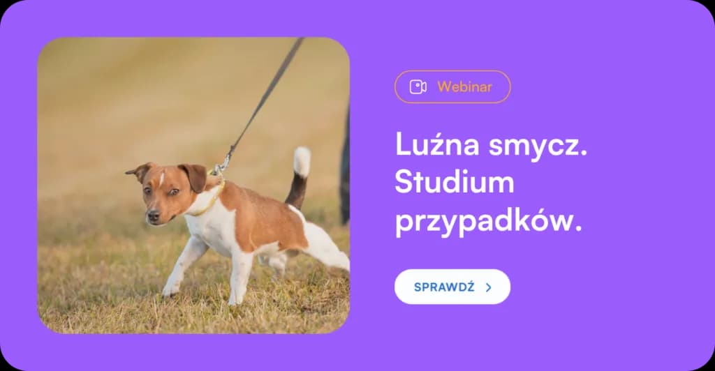 Jak wytresować psa żeby się słuchał – sprawdzone metody i porady