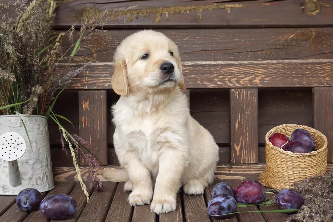 Czy pies może jeść śliwki? Bezpieczne zasady i ryzyka dla zdrowia