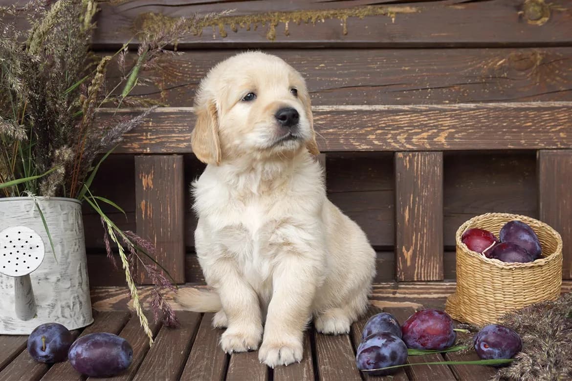 Czy pies może jeść śliwki? Bezpieczne zasady i ryzyka dla zdrowia