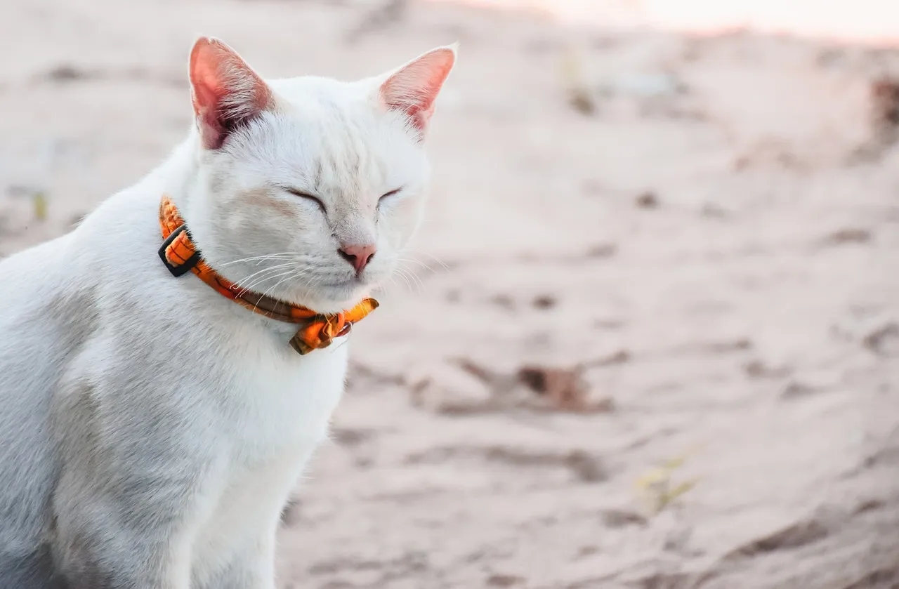 Jak zrobić obrożę dla kota - łatwe kroki, które musisz znać
