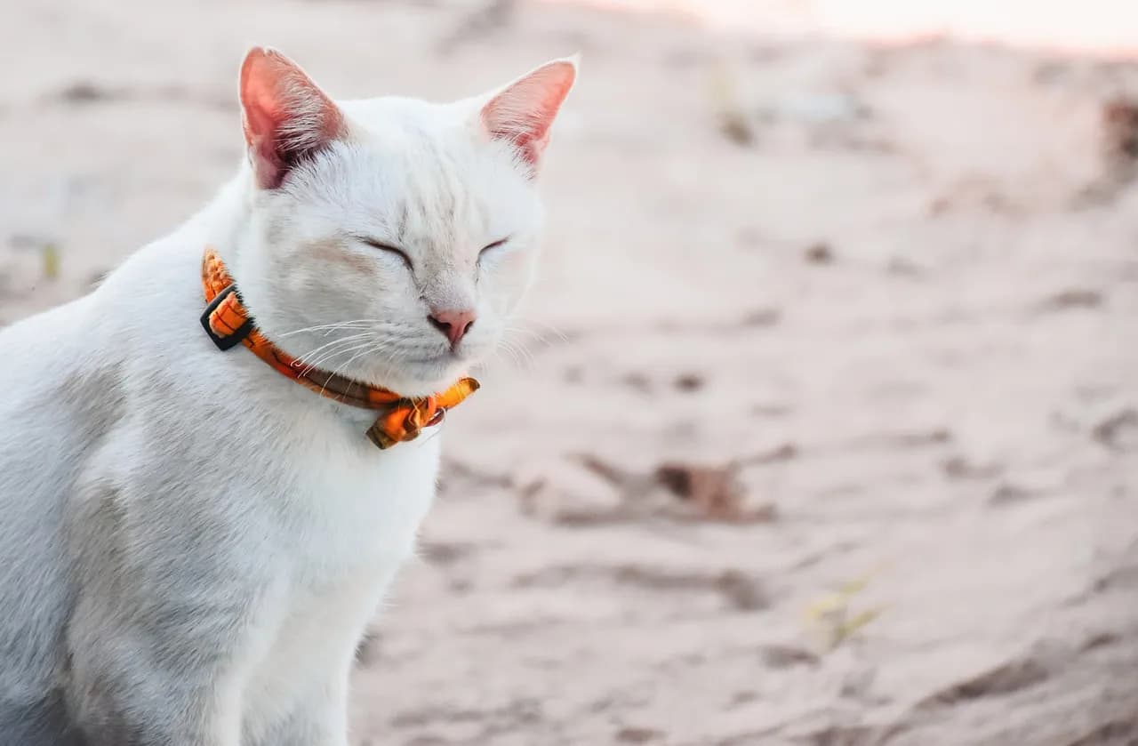 Jak zrobić obrożę dla kota - łatwe kroki, które musisz znać