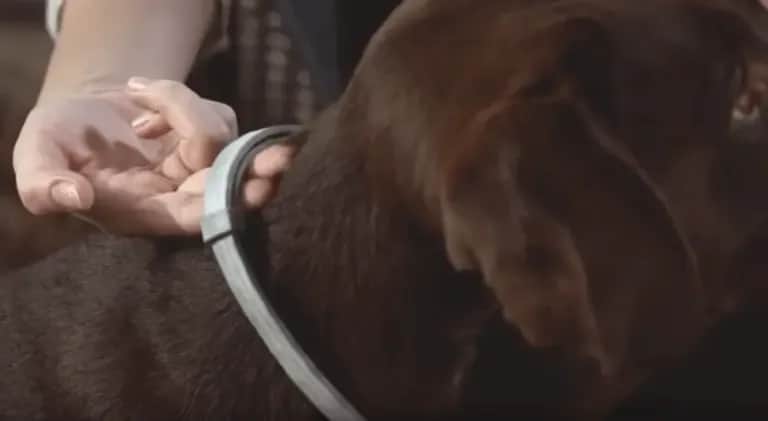 Jak założyć obrożę Foresto, aby uniknąć dyskomfortu u zwierzęcia