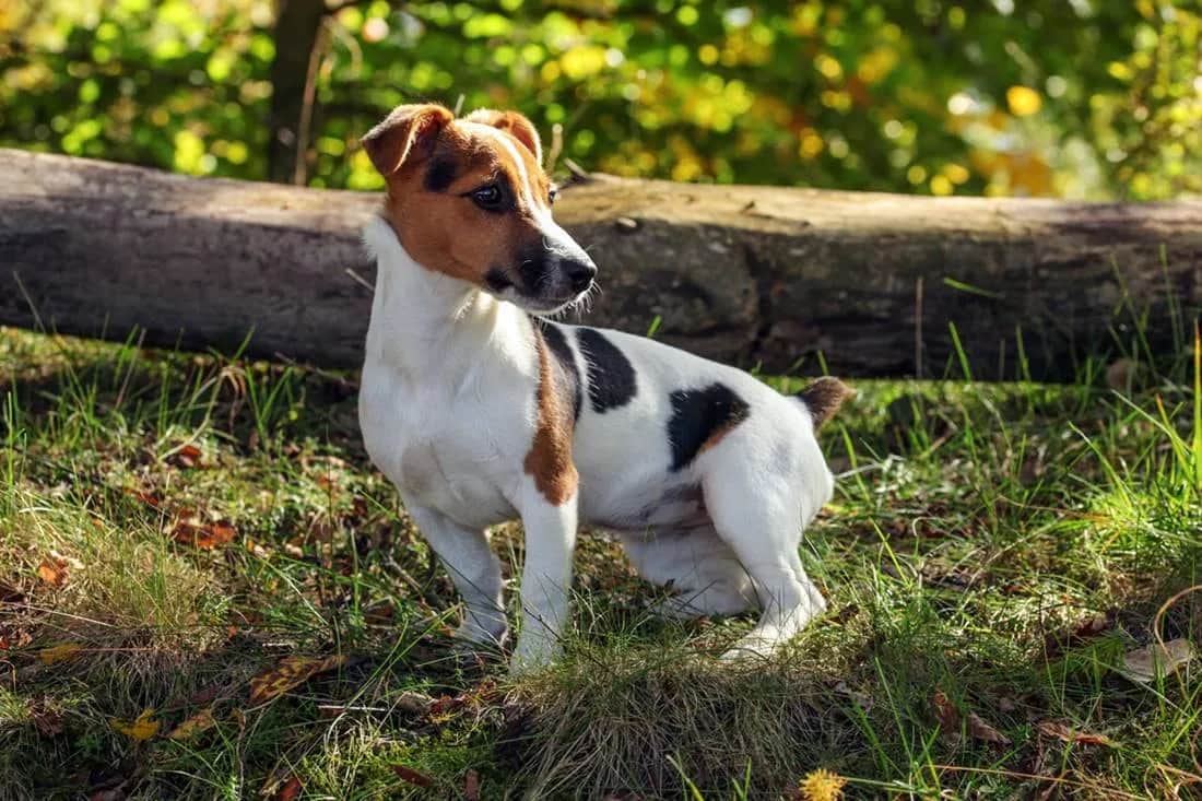 Jak wytresować jack russell terriera, aby uniknąć problemów behawioralnych